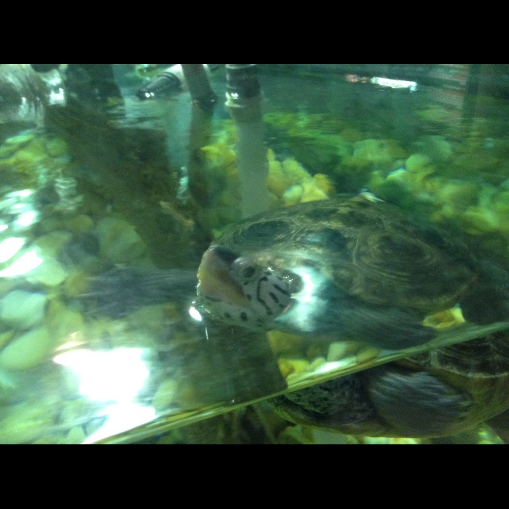 Meet your Posher, Naomi